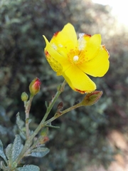 Cistus halimifolius