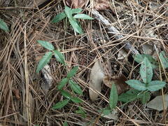 Gelsemium sempervirens