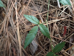 Gelsemium sempervirens