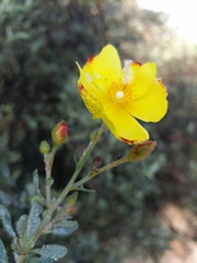 Cistus halimifolius