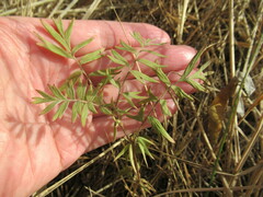 Sibbaldianthe bifurca