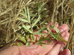 Sibbaldianthe bifurca