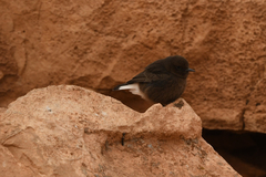 Oenanthe leucura