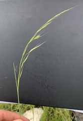 Amphibromus macrorhinus