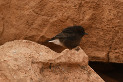 Oenanthe leucura