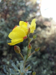 Cistus halimifolius