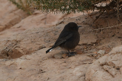 Oenanthe leucura