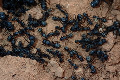Camponotus micans