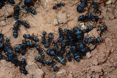 Camponotus micans
