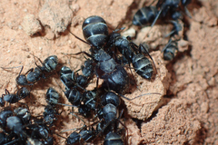 Camponotus micans