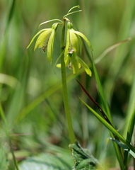 Nervilia kotschyi purpurata