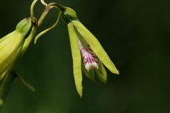 Nervilia kotschyi purpurata