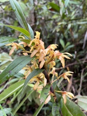 Maxillaria