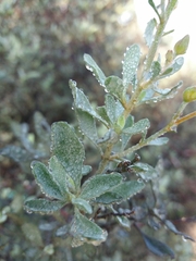 Cistus halimifolius