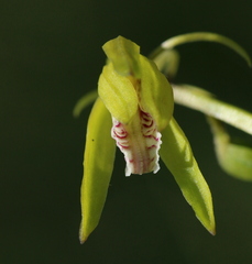 Nervilia kotschyi purpurata