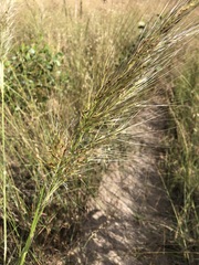 Austrostipa mollis