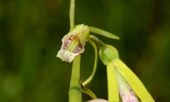 Nervilia kotschyi purpurata