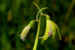 Nervilia kotschyi purpurata