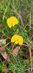 Gompholobium polymorphum
