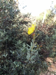 Cistus halimifolius