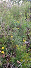 Gompholobium polymorphum