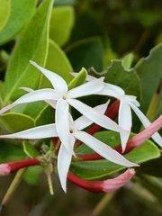 Carissa bispinosa