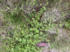 Centella cordifolia
