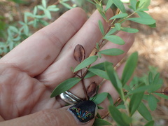 Hypericum hypericoides
