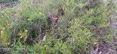 Gompholobium polymorphum