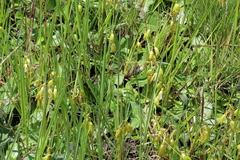 Nervilia kotschyi purpurata