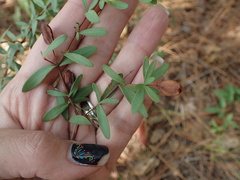Hypericum hypericoides