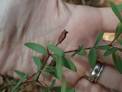 Hypericum hypericoides