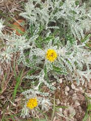 Berkheya heterophylla heterophylla