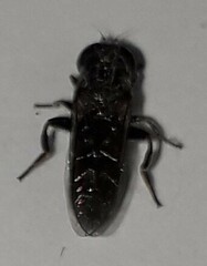 Eumerus