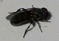 Eumerus