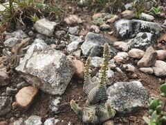 Crassula calcarea