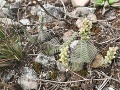 Crassula calcarea
