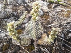 Crassula calcarea