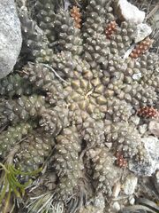 Euphorbia gorgonis
