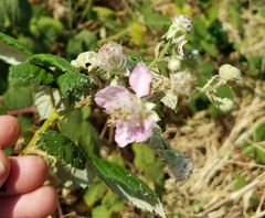 Rubus armeniacus