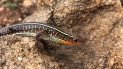 Gerrhosaurus flavigularis