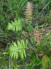 Blechnum camfieldii