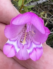 Gladiolus patersoniae