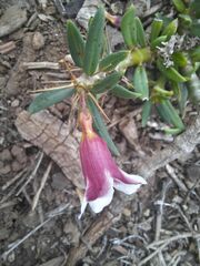 Pachypodium bispinosum