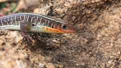 Gerrhosaurus flavigularis