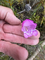 Gladiolus patersoniae