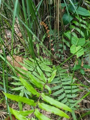 Blechnum camfieldii