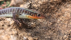 Gerrhosaurus flavigularis