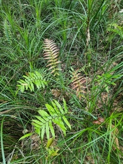Blechnum camfieldii