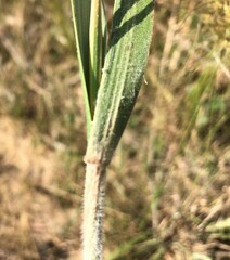 Austrostipa mollis